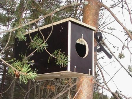 Gävleborgsfällan Mård