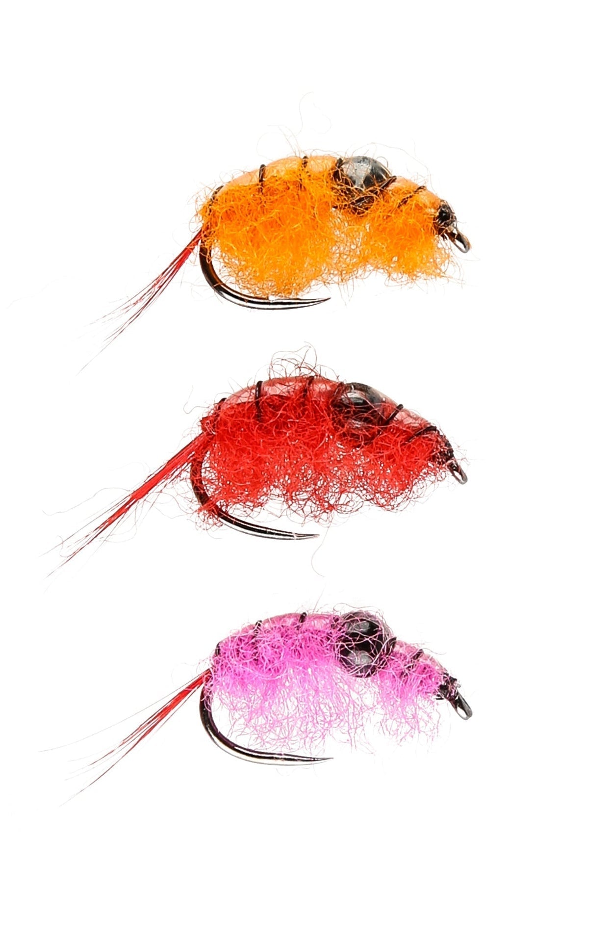 IFISH Röding Special