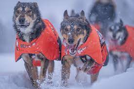 Non Stop Long Distance + Jacket Orange