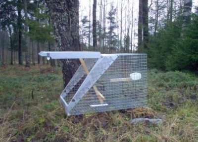 Lotin Kråkfälla enkel