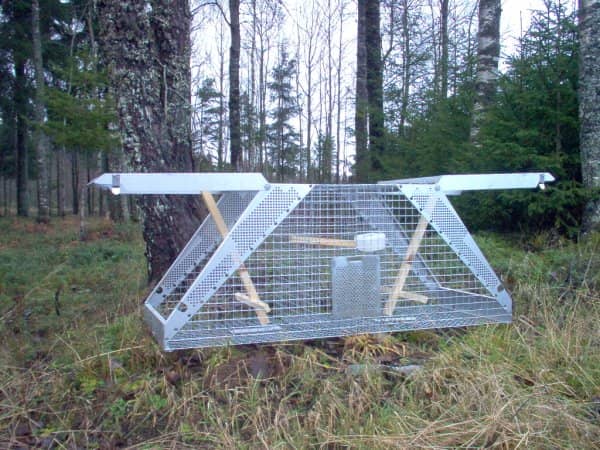 Lotin Kråkfälla Dubbel