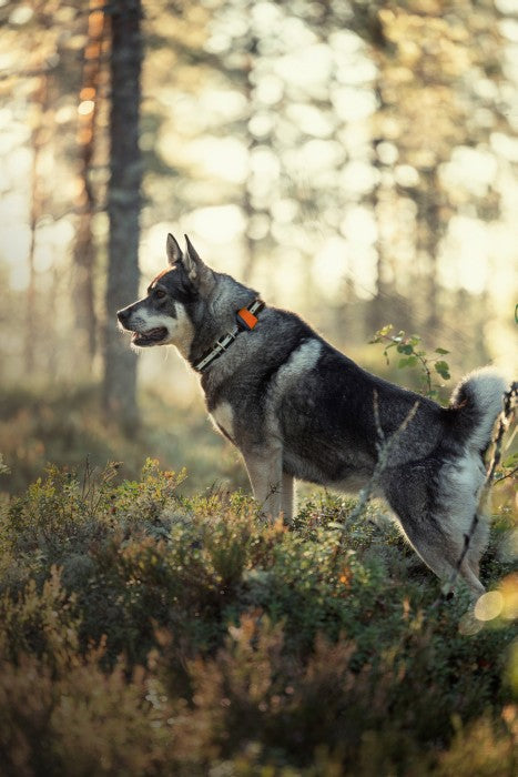 Tracker Bark 4G IoT